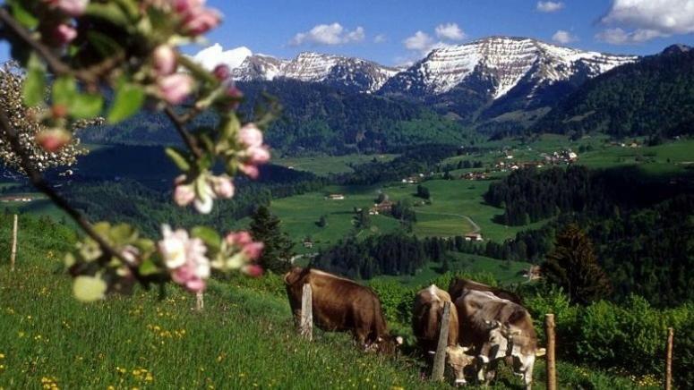 Schneerosenbluete, Oberstaufen/steibis *
