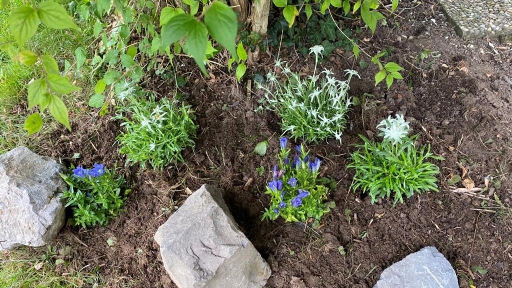 Schneerosenblüte, Oberstaufen/steibis Oberstaufen